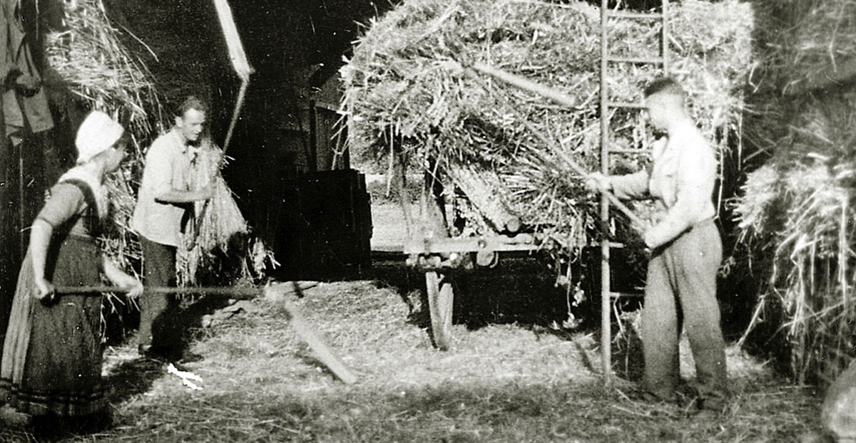 Dreschen mit Dreschflegeln in einer Scheune in Hachborn, um 1920