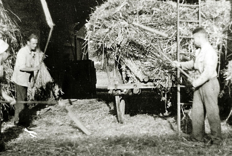Dreschen mit Dreschflegeln in einer Scheune in Hachborn, um 1920