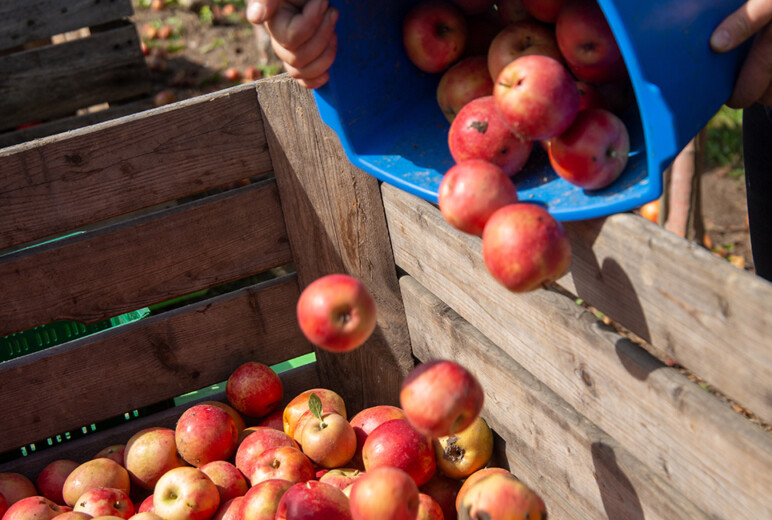 Rote Äpfel werden aus einem blauen Eimer in eine große Holzkiste geschüttet.